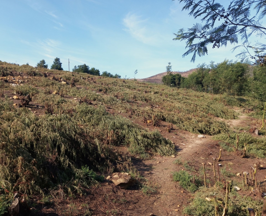 0 Bedroom Property for Sale in Haarlem Western Cape